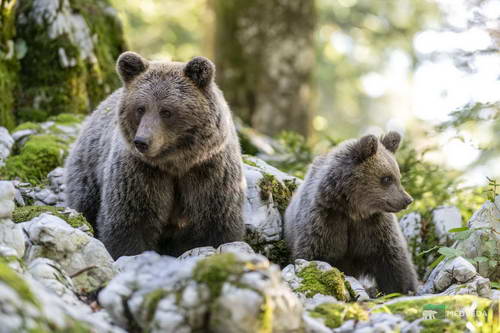 Osservazionedegli animali